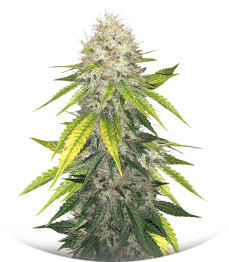 Сорт Za-Za OG fem (Herbies Seeds)