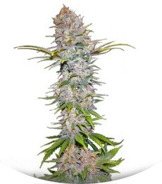 Сорт Jock Horror Automatic fem (Nirvana Seeds)