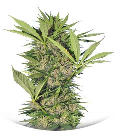 Сорт Easy Sativa fem (Female Seeds)