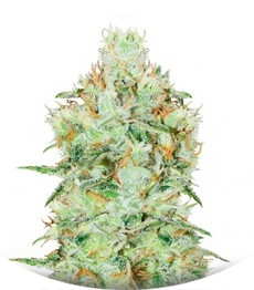 Jagg Kush fem (Delicious Seeds)