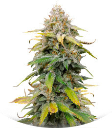 Сорт Leisure Zoot Larry fem (Dr. Krippling Seeds)