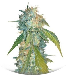 Сорт Yumbolt 47 fem (World of Seeds)