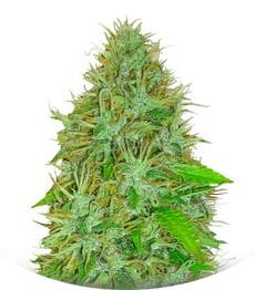 Сорт 2 Fast 2 Vast auto fem (Heavyweight Seeds)