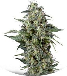 Kryptonite fem (Pyramid Seeds)