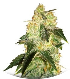 Pakistan Ryder auto fem (World of Seeds)