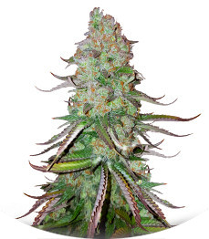 Big Bud Auto fem (Herbies Seeds)