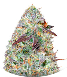 Chocodope fem (Victory Seeds)