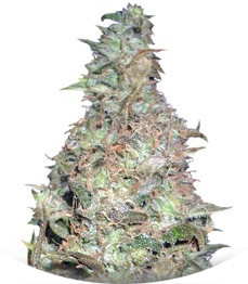 Сорт Choc-Matic auto fem (Dr. Krippling Seeds)