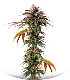 Kush Mintz fem (Barney's Farm)