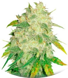 Il Diavolo auto fem (Delicious Seeds)