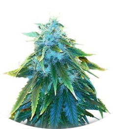 Сорт AK 48 fem (Nirvana Seeds)