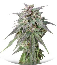 Blue Mystic fem (Nirvana Seeds)