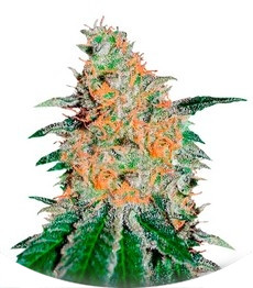 Сорт CBD JAM fem (Delicious Seeds)