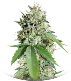 Сорт Brazil Amazonia fem (World of Seeds)