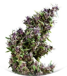 Сорт Purple Paro Valley fem