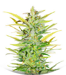 Dozy Whale fem (AlphaFem Seeds)