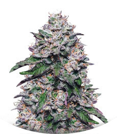 Сорт Cookies USA fem (Pyramid Seeds)