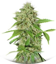 Сорт Northern Lights Auto fem (Green House Seeds)