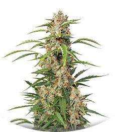 Сорт Auto Orange Bud fem (Dutch Passion)