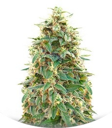 Сорт Auto 00 Cheese (Auto 00 Hashchis) fem