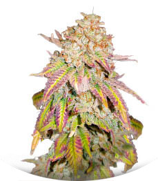 Grandaddy Banner fem (AlphaFem Seeds)