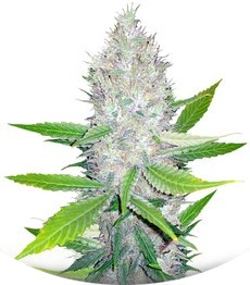 Сорт Blackberry fem (Nirvana Seeds)