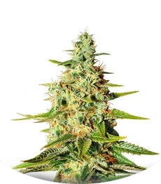 Acapulco Gold fem (Barney's Farm)