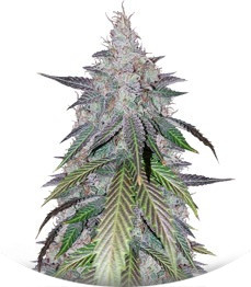 Сорт Peyote Cookies fem (Barney's Farm)