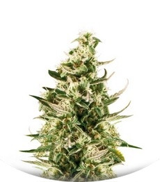 Сорт Royal Critical Automatic fem (Royal Queen Seeds)