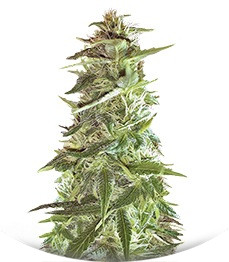 Mango Chutney fem (Dr. Krippling Seeds)