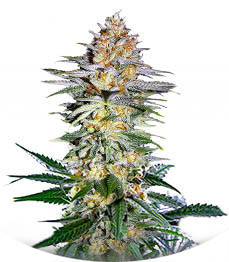 Сорт Alpha 21 fem (AlphaFem Seeds)