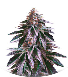 Cookies Purple Punch fem (Medical Seeds)