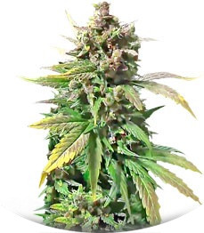 Dizzy Lights Auto fem (Dr. Krippling Seeds)