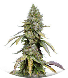 Black Muffin F1 Fast Version fem (Sweet Seeds)