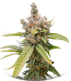 Tropic Punch fem (Heavyweight Seeds)